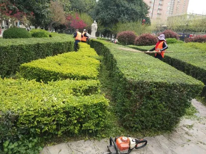 扬中城市绿化带种植什么植物好