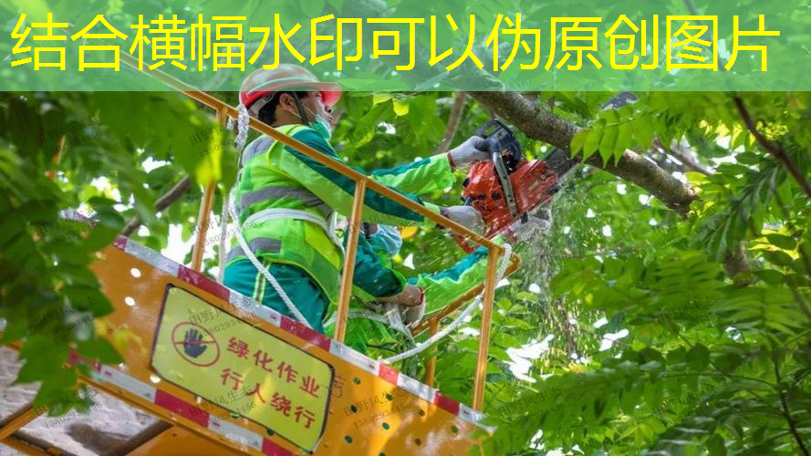 开远市政绿化工资高吗