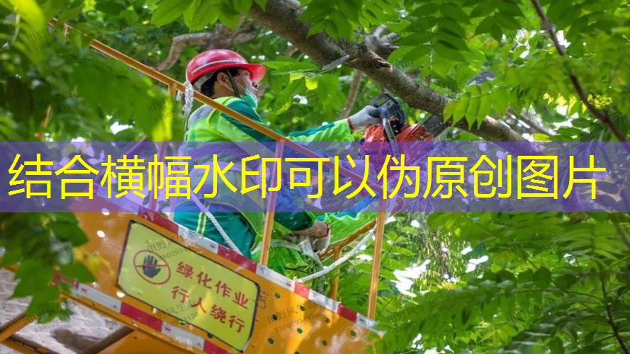 市民爱护城市绿化工程简报