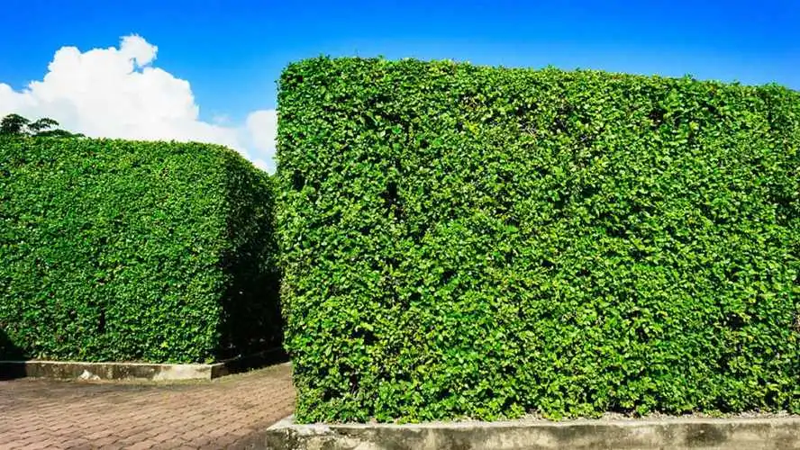天津防虫立体绿化工程