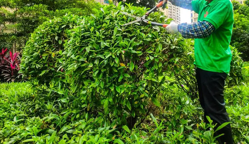 东城绿化工程哪家合适施工